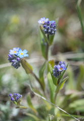 Myosotis asiatica