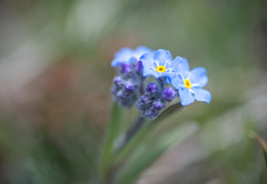 Myosotis asiatica