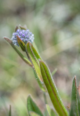 Myosotis asiatica