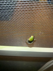 Anoplognathus punctulatus