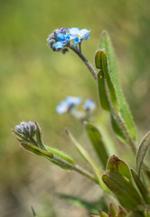 Myosotis asiatica