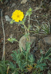 Potentilla glaucophylla