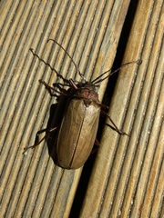 Agrianome spinicollis