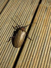 Agrianome spinicollis