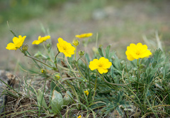 Potentilla glaucophylla
