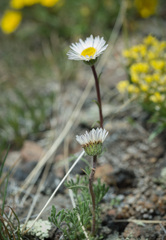 Erigeron compositus