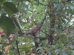 Turdus pallidus