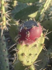 Opuntia semispinosa