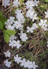 Phlox multiflora