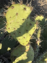 Opuntia semispinosa