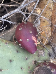 Opuntia semispinosa