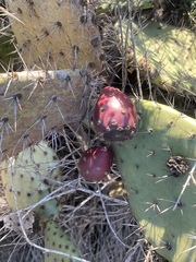 Opuntia semispinosa