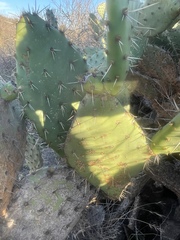 Opuntia semispinosa