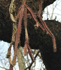 Pfeiffera ianthothele
