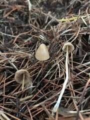 Psilocybe pelliculosa