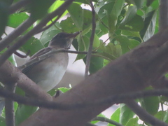 Turdus pallidus