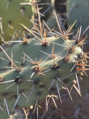 Opuntia semispinosa