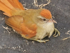 Cranioleuca curtata