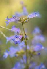 Penstemon rydbergii