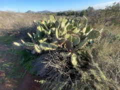 Opuntia semispinosa