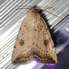 Micrathetis triplex