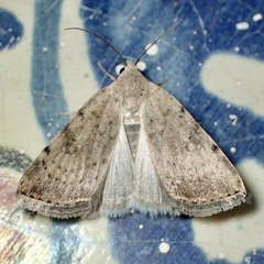 Micrathetis triplex