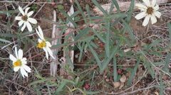 Melampodium leucanthum