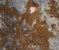 Xanthorioideae