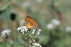 Coenonympha corinna