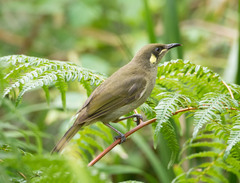 Meliphaga notata