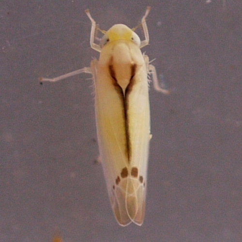Ossiannilssonola phryne