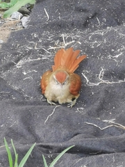 Cranioleuca curtata