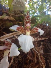 Rhynchostele rossii