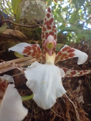 Rhynchostele rossii