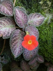 Episcia cupreata