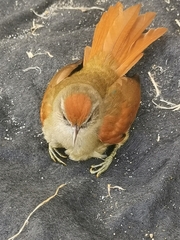 Cranioleuca curtata