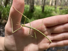 Anchiale austrotessulata