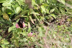 Papilio polytes romulus