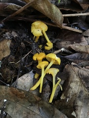 Gloioxanthomyces nitidus