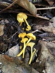 Gloioxanthomyces nitidus