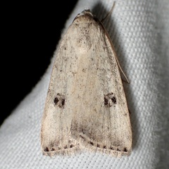 Micrathetis triplex