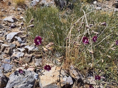 Malesherbia linearifolia
