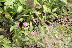 Papilio polytes romulus