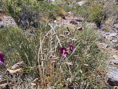 Malesherbia linearifolia
