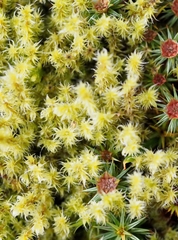 Grimmiaceae