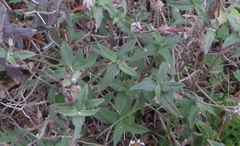 Wedelia hispida
