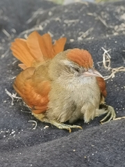 Cranioleuca curtata