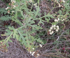 Parthenium confertum