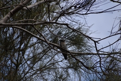 Chrysococcyx lucidus
