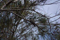 Chrysococcyx lucidus